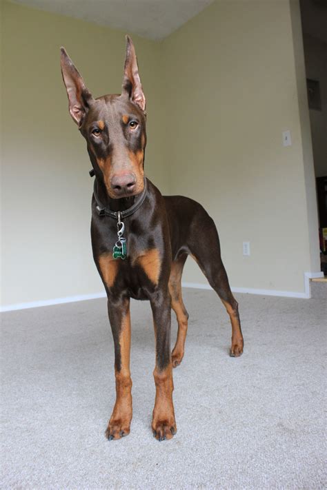 Beautiful Jane is available in foster in VB. . Dobermans near me